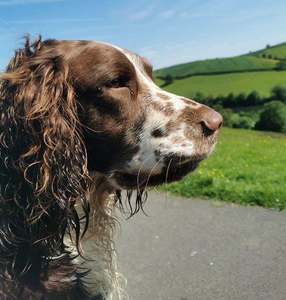 Dog Walking in Totnes