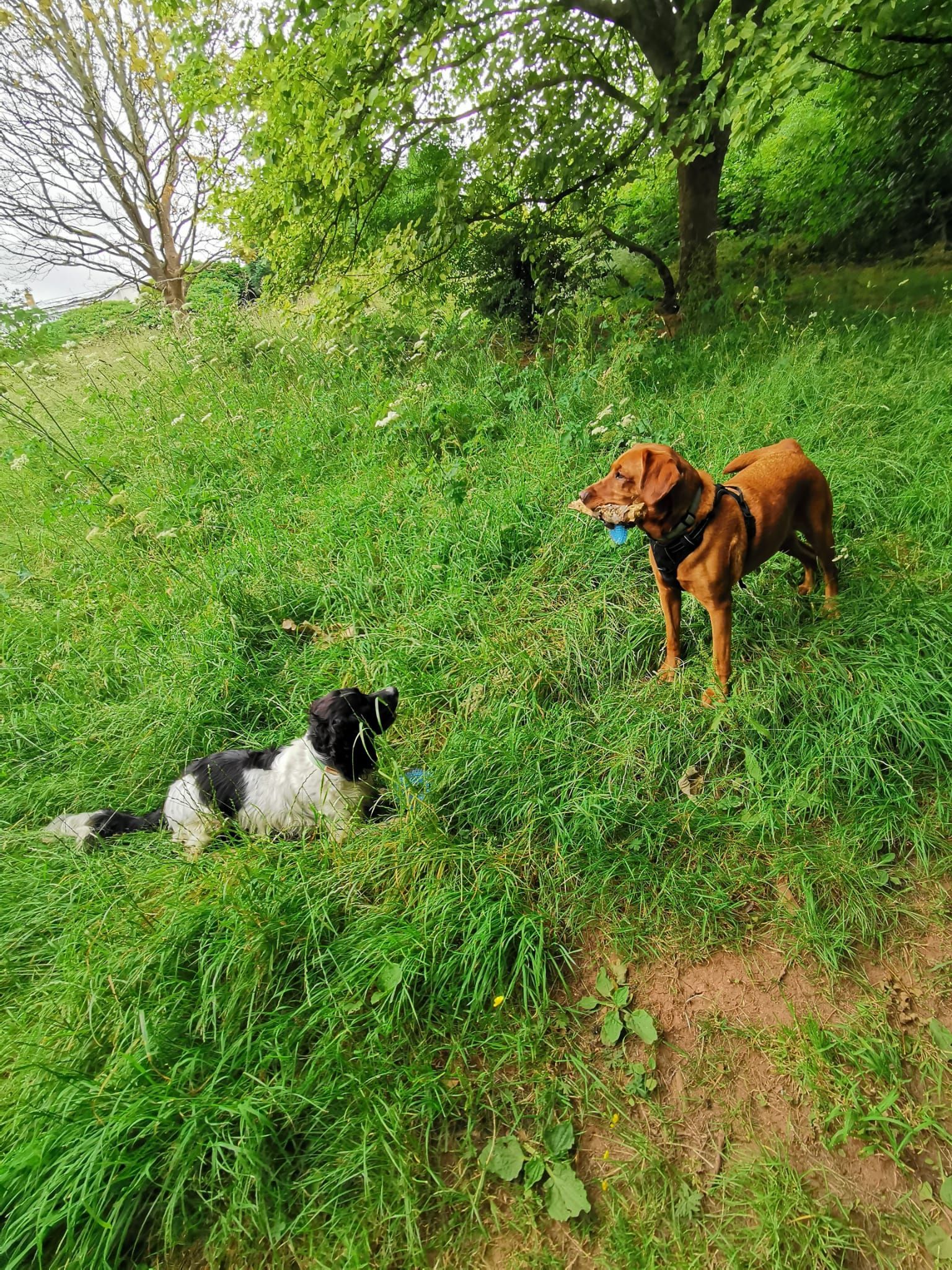 Dog walking in Asprington