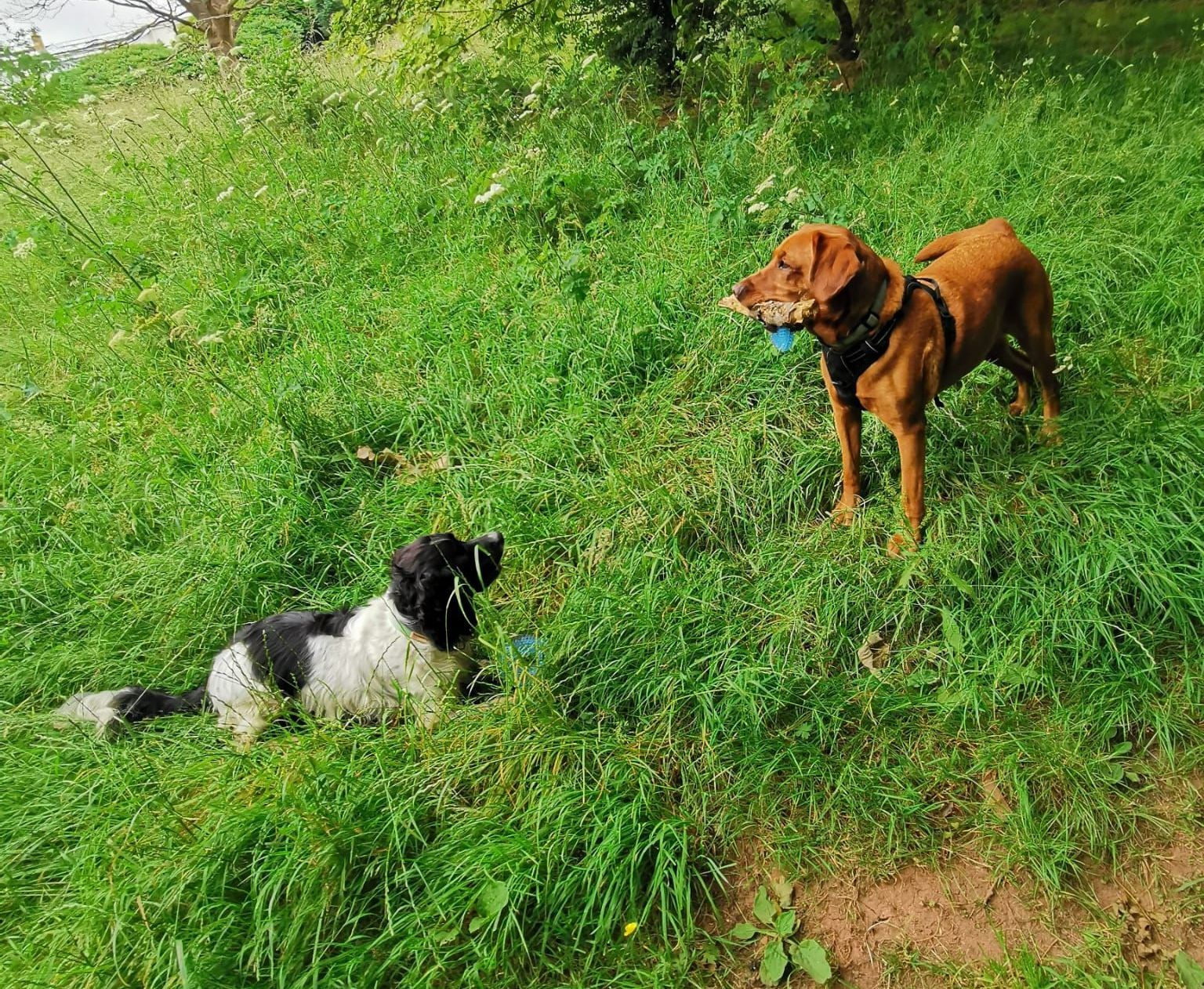 Group Dog Walker Totnes