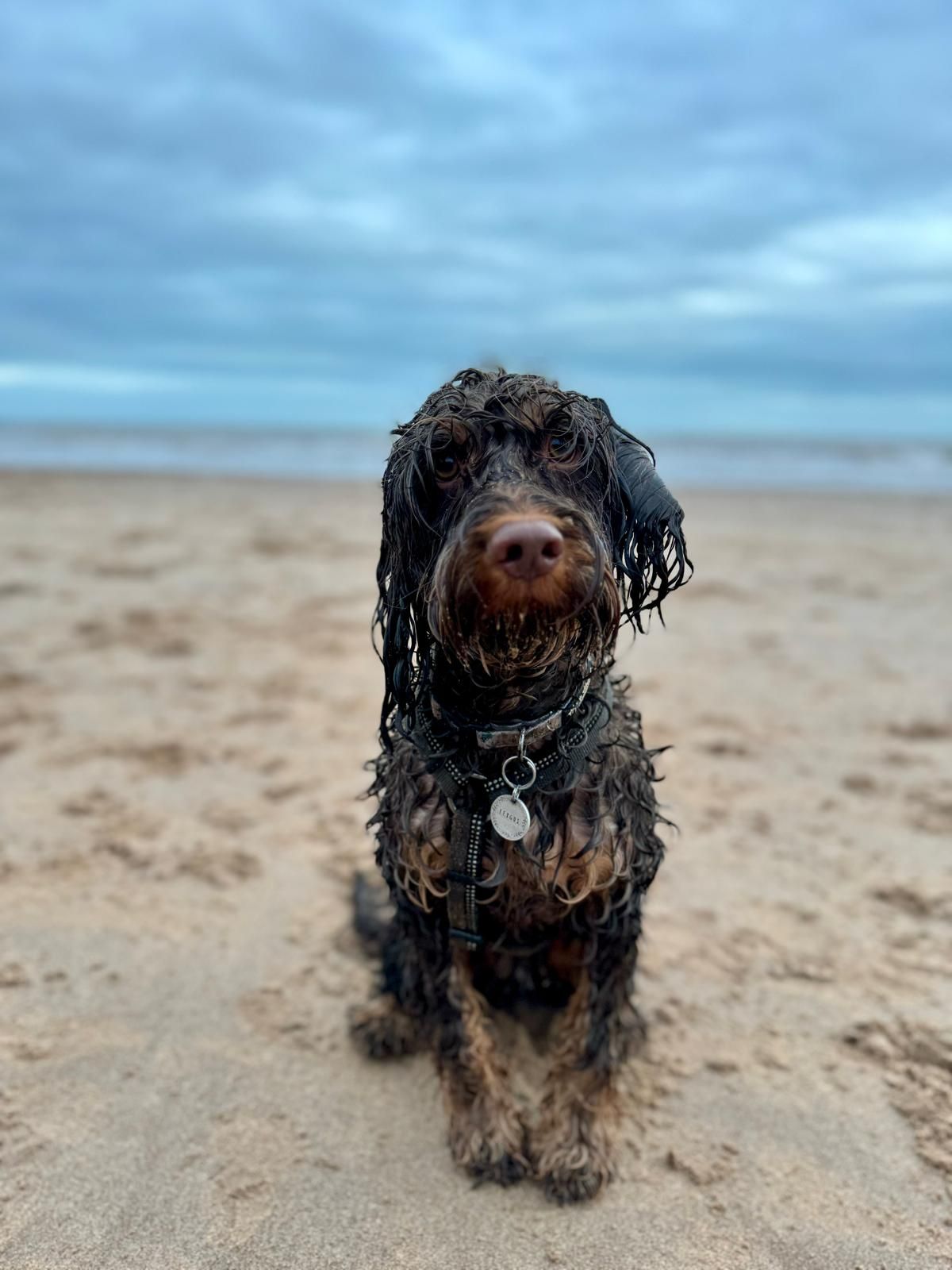 Dog walking in Devon