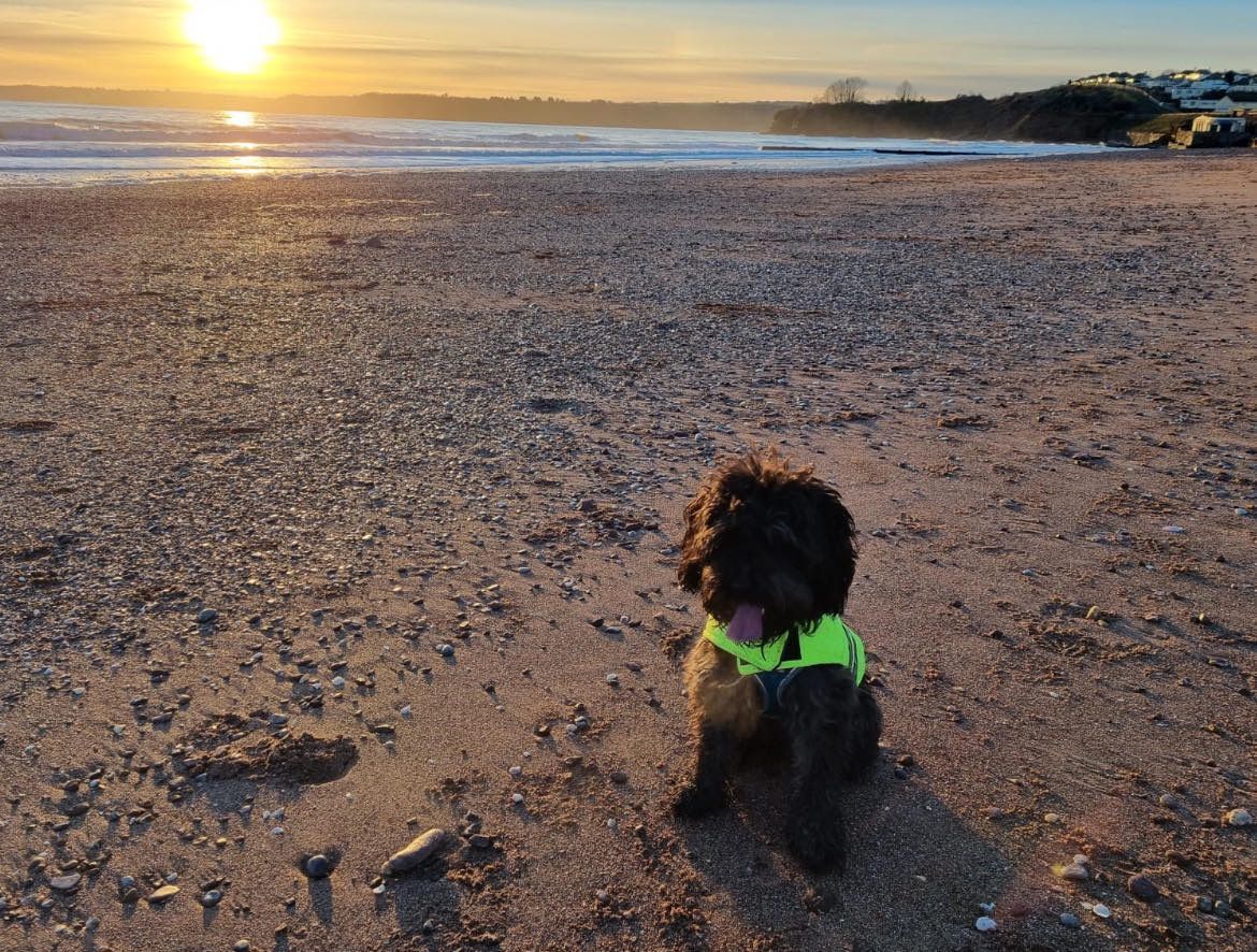 Dog walking in Dartington