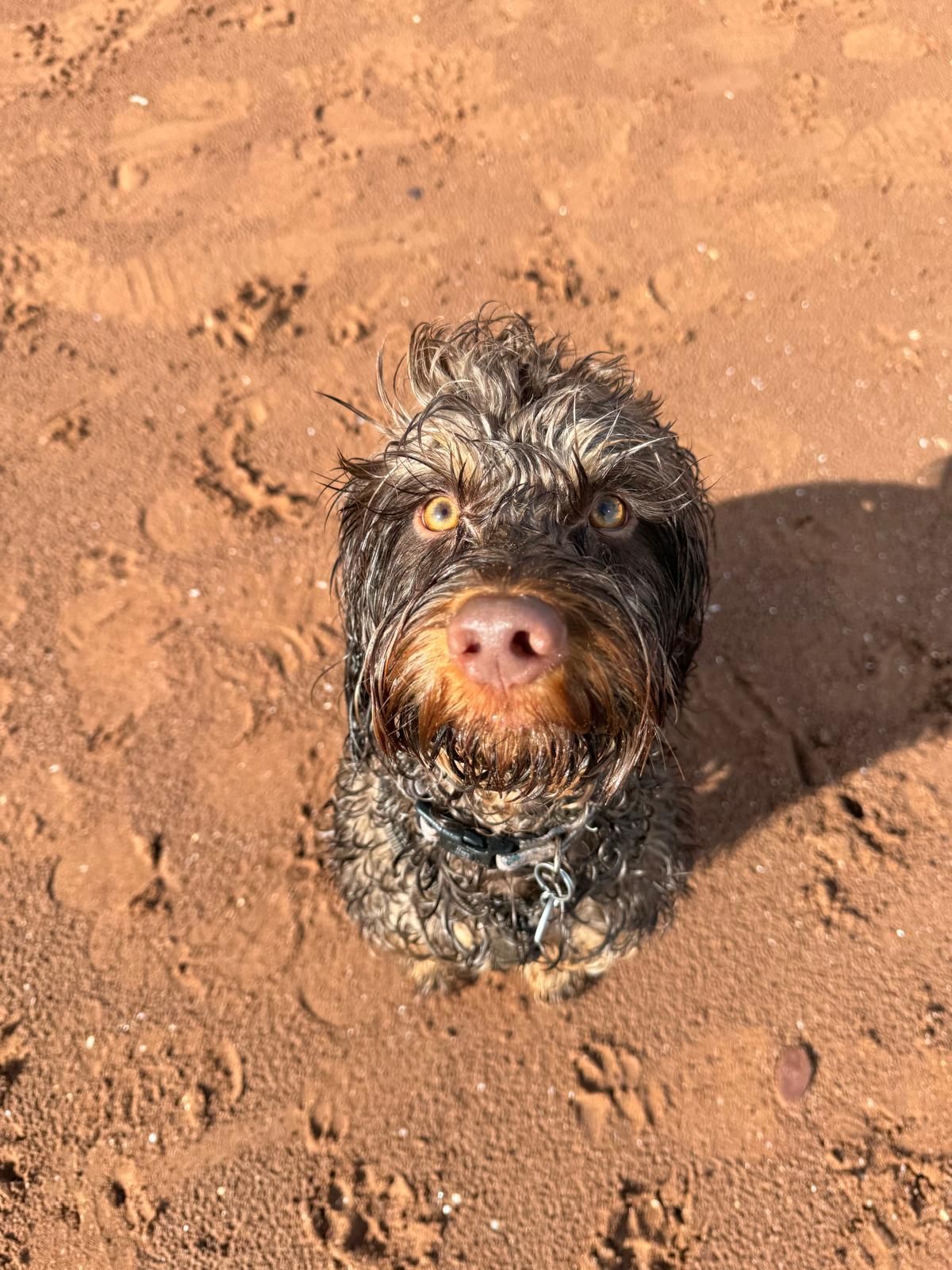 Dog walking in Paignton