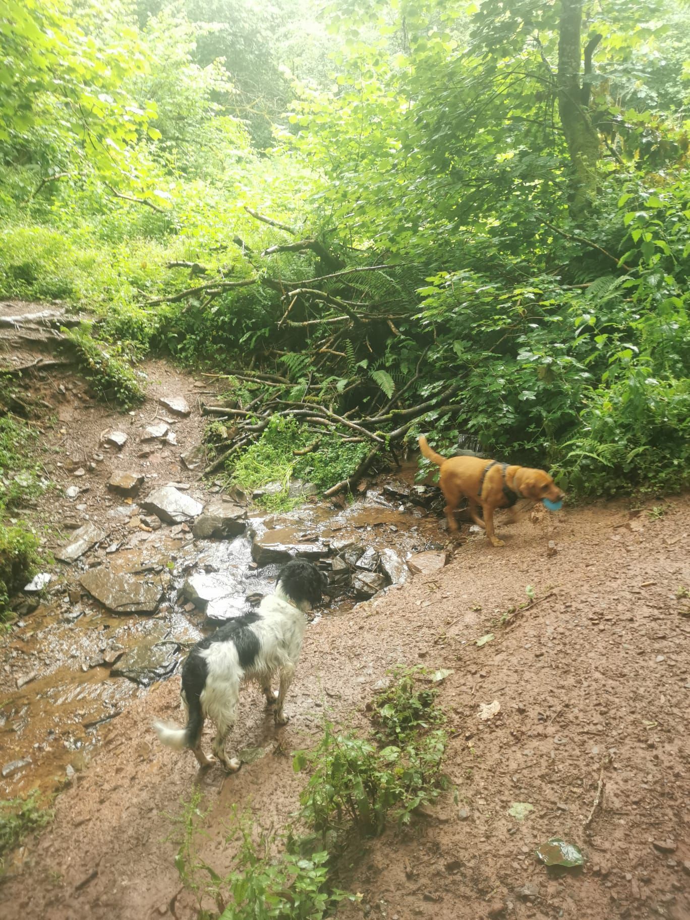 Dog walking in Totnes