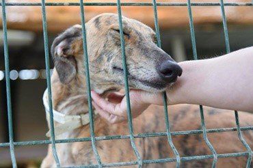 Helfer krault Galgo Windhund Tierheim Tierschutz