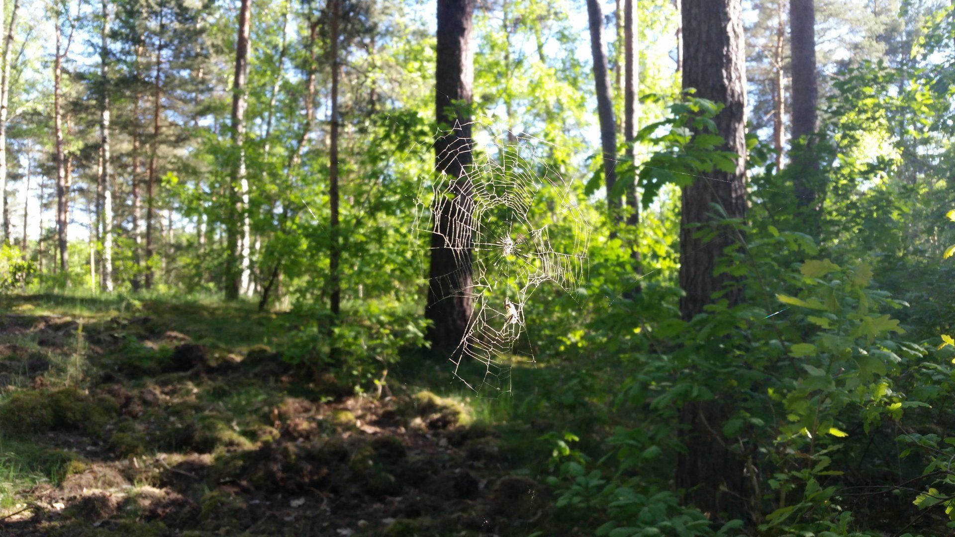 Aufnahme vom 07.05.18 Wald in Potsdam Waldstadt Süd Rehbrücke