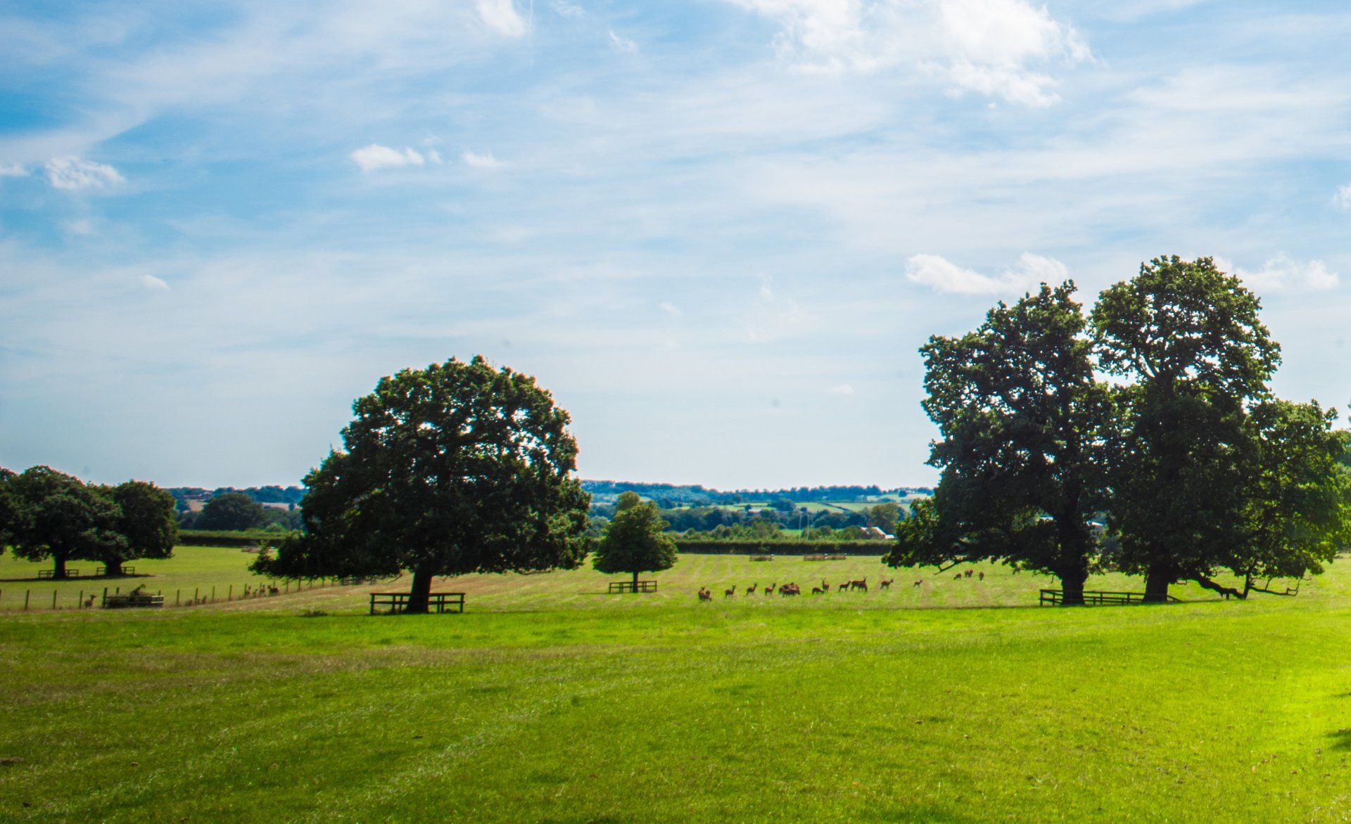 Countryside view of Nottinghamshire from office location with large trees and heard of deer