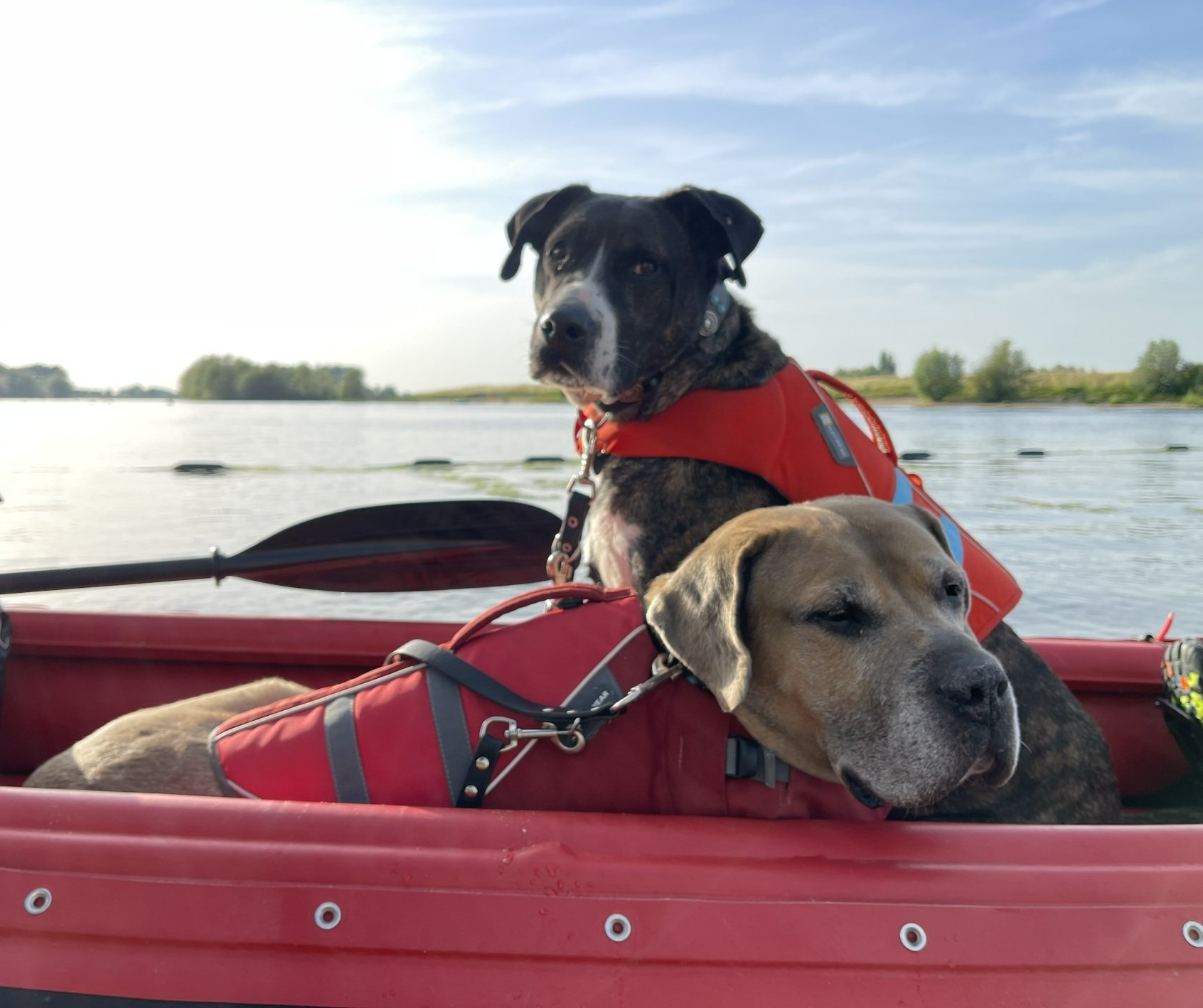 Hundeurlaub, Urlaub mit Hund Hundeurlaub
