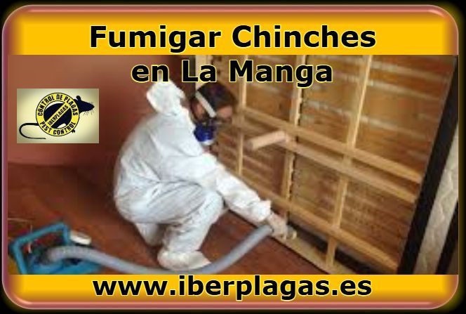 Eliminar chinches en La Manga del Mar Menor