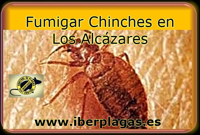 Eliminar chinches en Los Alcázares