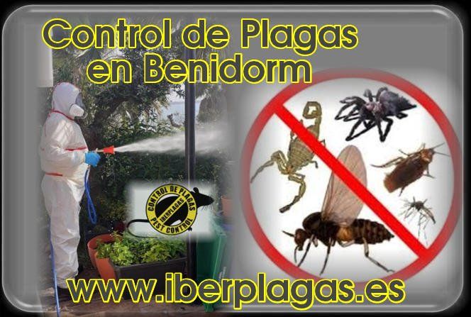 Control de plagas en Benidorm