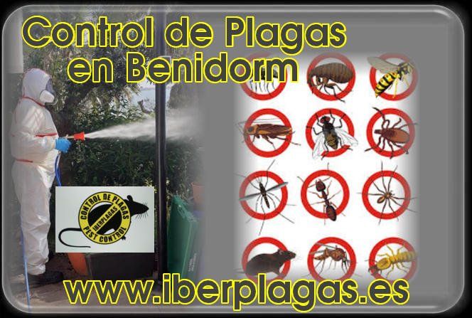 Control de plagas en Benidorm