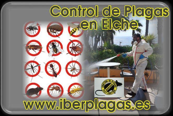 Control de plagas en Elche