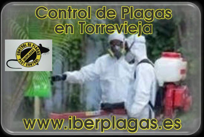 Control de plagas en Torrevieja
