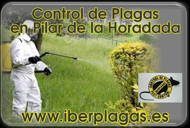 Control de Plagas en Pilar de la Horadada