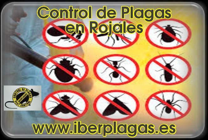 Control de Plagas en Rojales