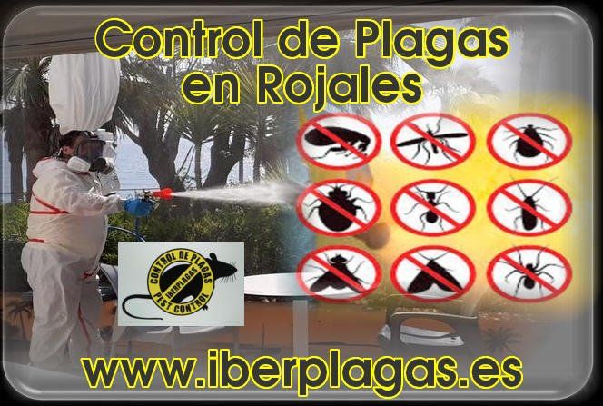 Control de Plagas en Rojales