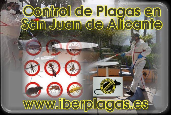 Control de plagas en San Juan de Alicante