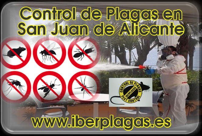 Control de plagas en San Juan de Alicante