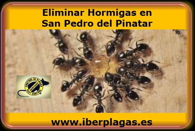 Eliminar hormigas en San Pedro del Pinatar