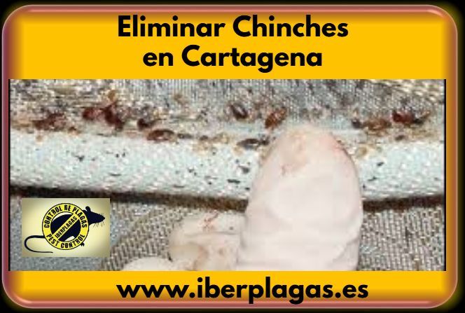 Eliminar Chinches en Cartagena