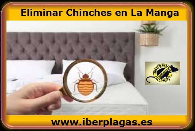Eliminar o Fumigar chinches en La Manga del Mar Menor