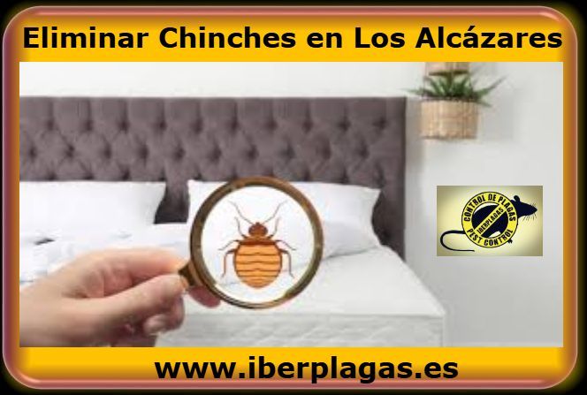Eliminar Chinches en Los Alcázares