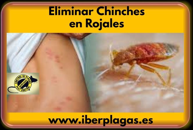 Eliminar chinches en Rojales