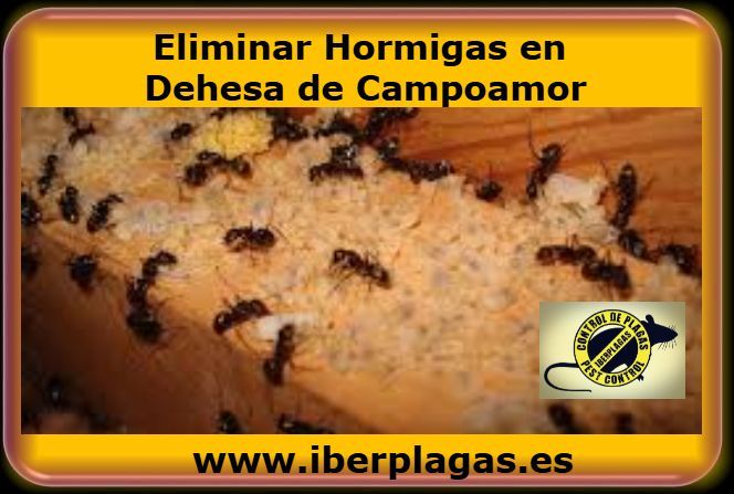 Eliminar Hormigas en Dehesa de Campoamor