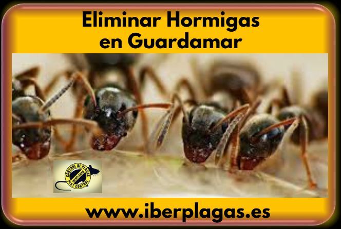 Eliminar Hormigas en Guardamar