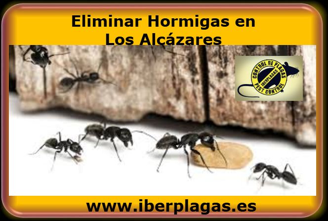 Eliminar hormigas en Los Alcázares