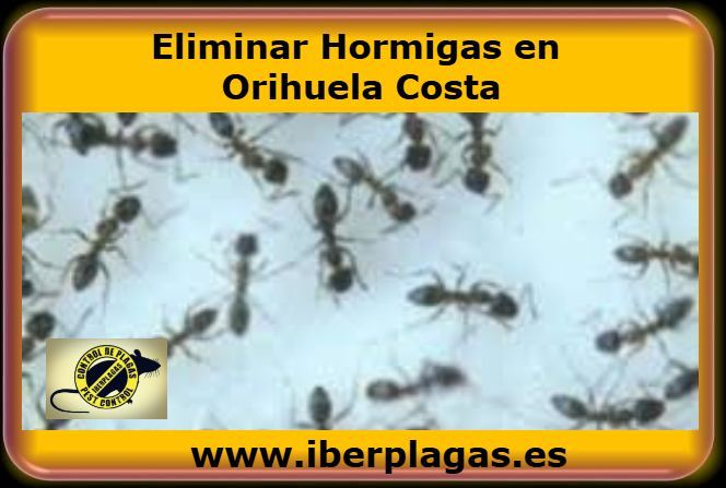 Eliminar hormigas en Orihuela Costa