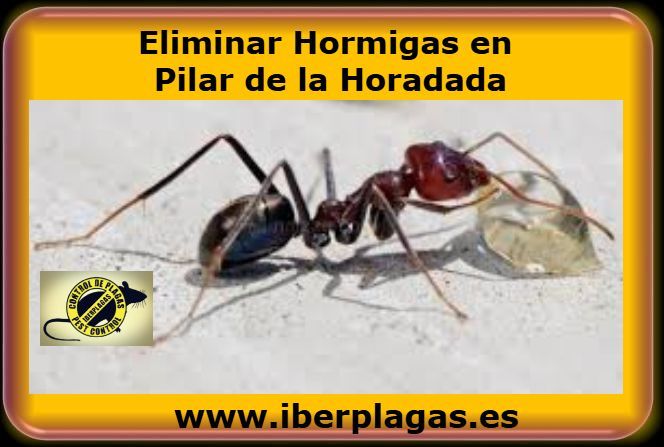 Eliminar hormigas en Pilar de la Horadada