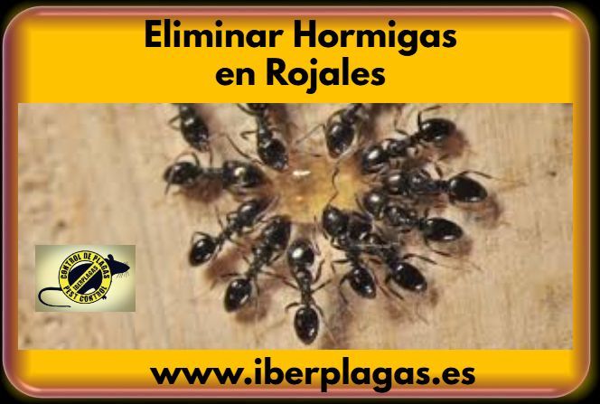 Eliminar hormigas en Rojales