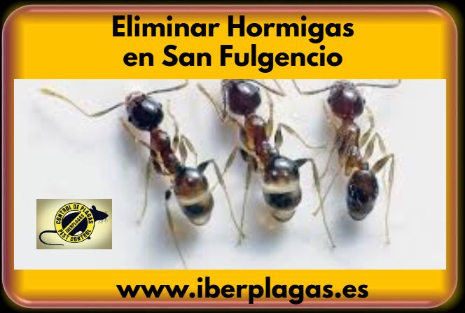 Eliminar Hormigas en San Fulgencio