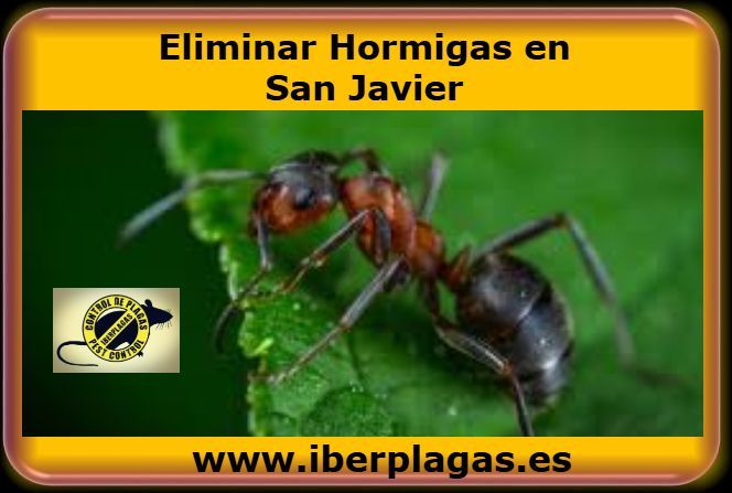 Eliminar hormigas en San Javier