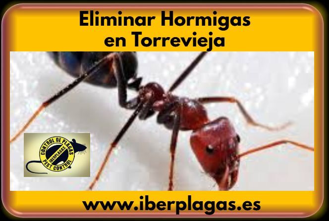 Eliminar hormigas en Torrevieja