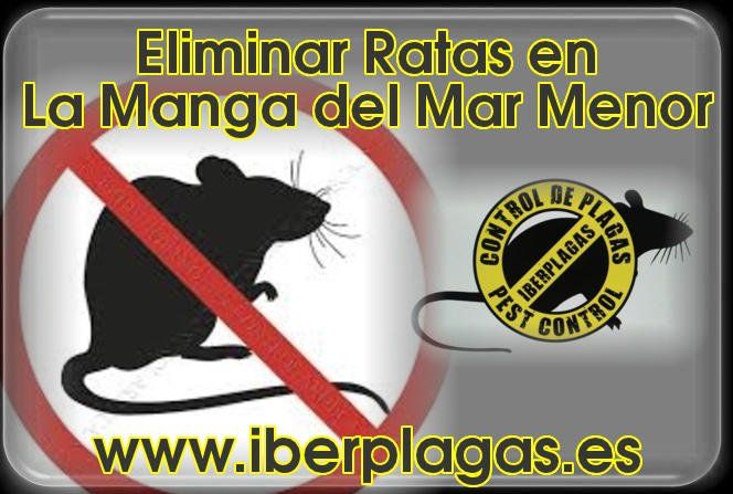 Eliminar ratas en La Manga del Mar Menor