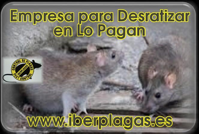 Eliminar ratas en Lo Pagán