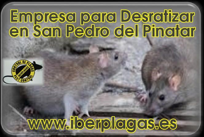 Eliminar Ratas en San Pedro del Pinatar