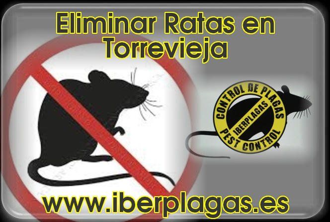 Eliminar ratas en Torrevieja