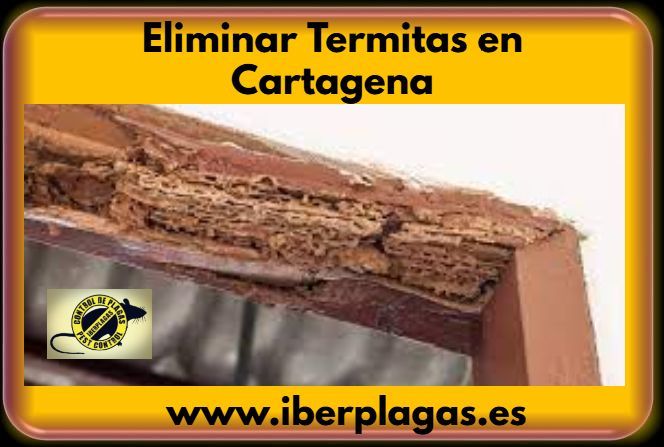 Eliminar termitas en Cartagena