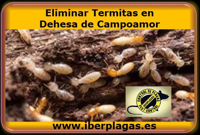Eliminar termitas en Dehesa de Campoamor