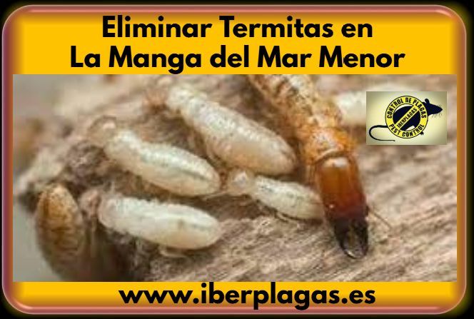 Empresa para eliminar termitas en La Manga