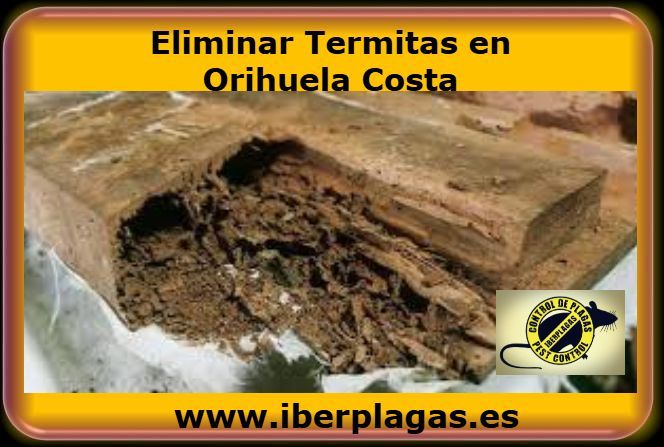Eliminar termitas en Orihuela Costa
