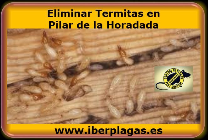 Eliminar termitas en Pilar de la Horadada