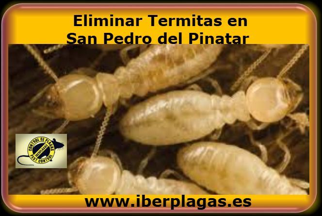 Eliminar termitas en San Pedro del Pinatar
