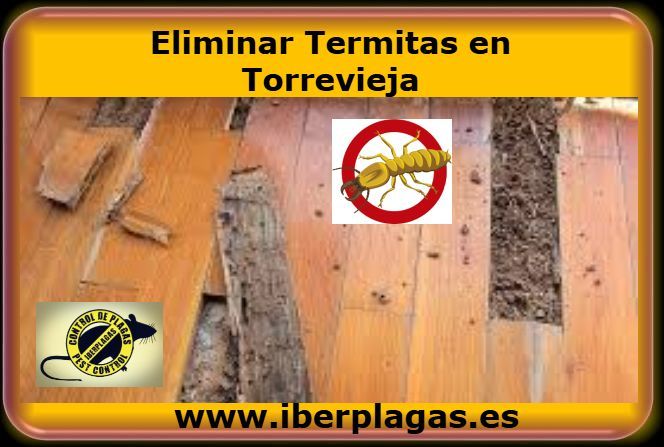 Eiminar termitas en Torrevieja