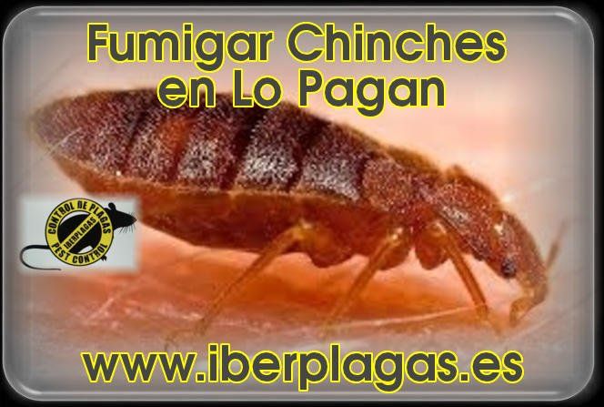 Fumigar chinches en Lo Pagan
