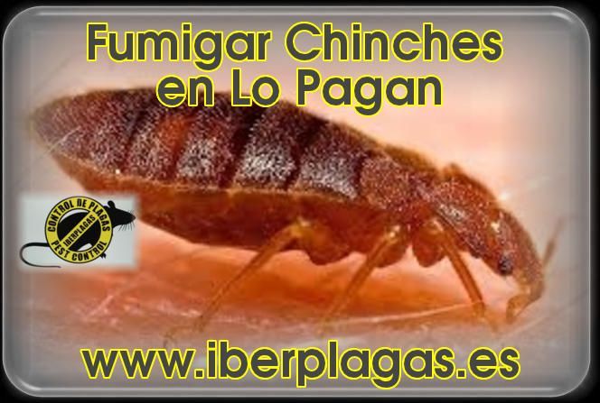 Eliminar chinches en Lo Pagán