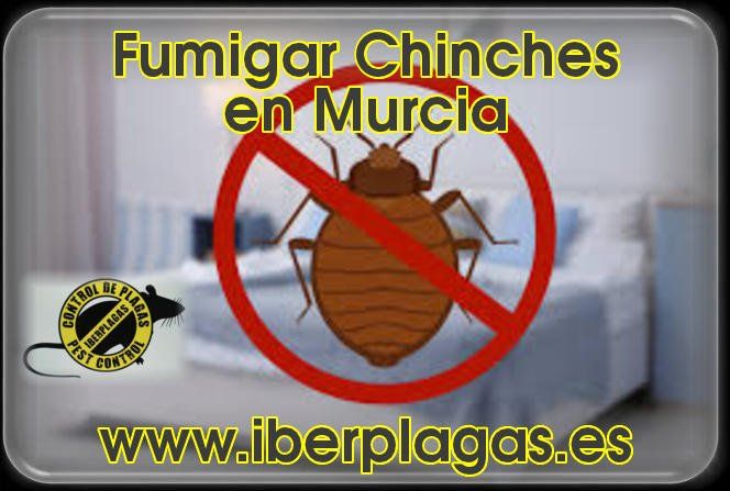 Fumigar chinches en Murcia